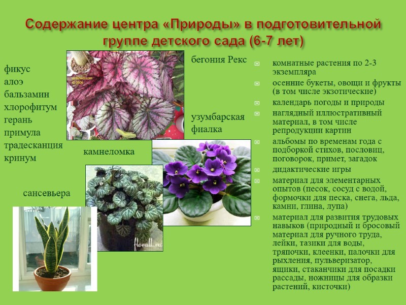 Содержание центра «Природы» в подготовительной  группе детского сада (6-7 лет) комнатные растения по